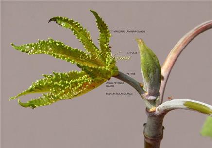  Young leaf with glands